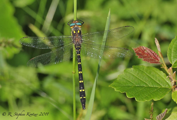 Cordulegaster maculata, male